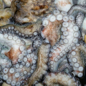 PULPO DE PEDRERU (CANTÁBRICO)